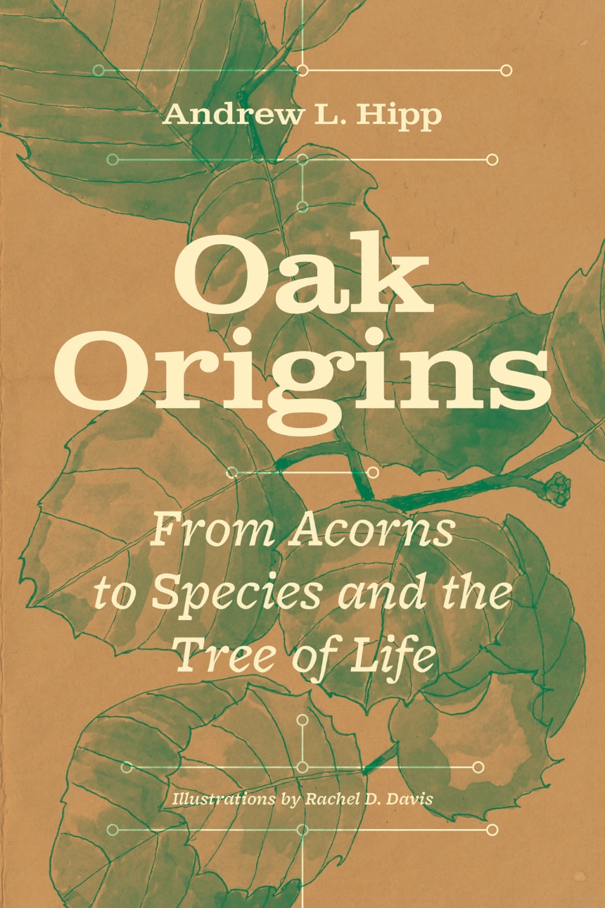 Oak Origins