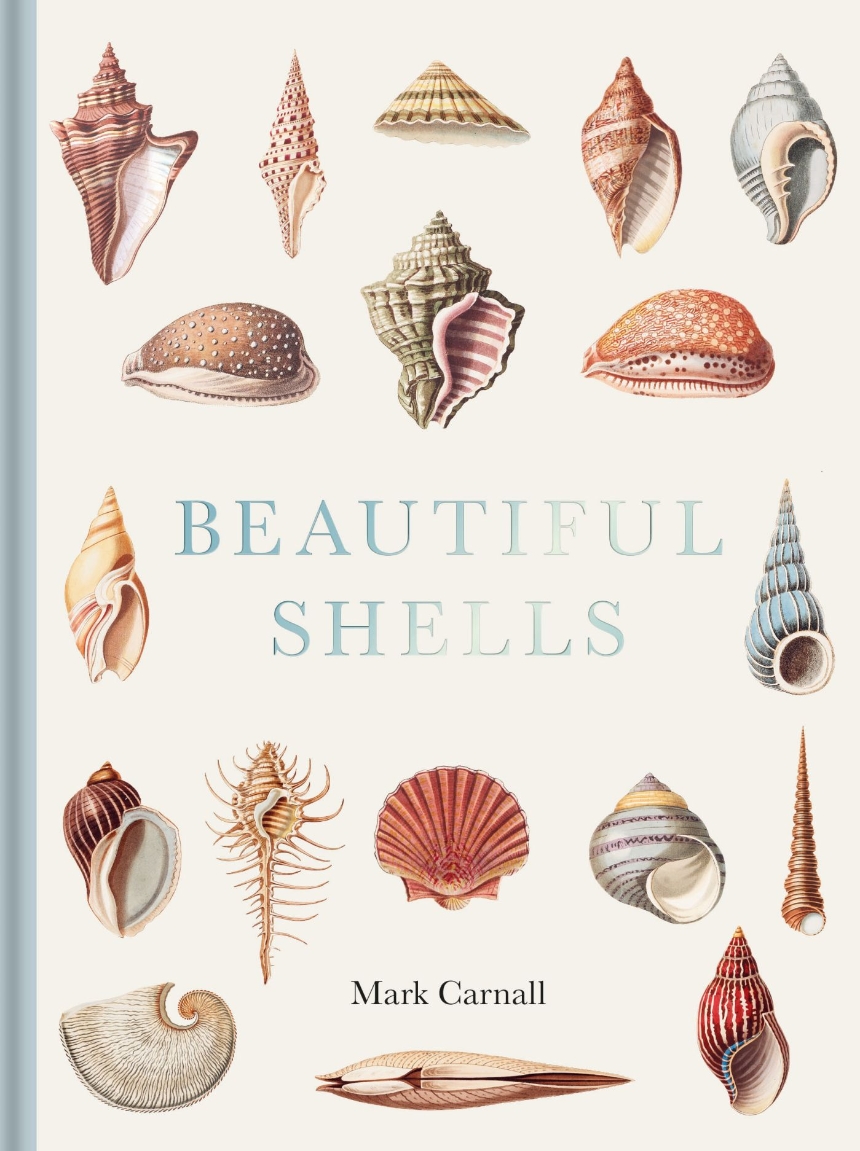 Beautiful Shells